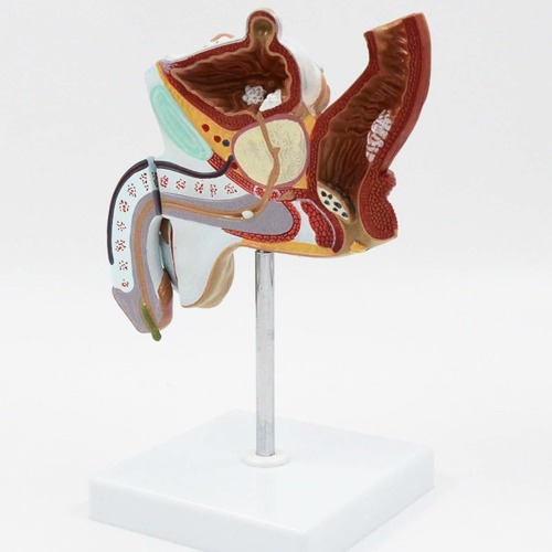 인체 남성 비뇨생식기계 병리학적 모형(1:1)